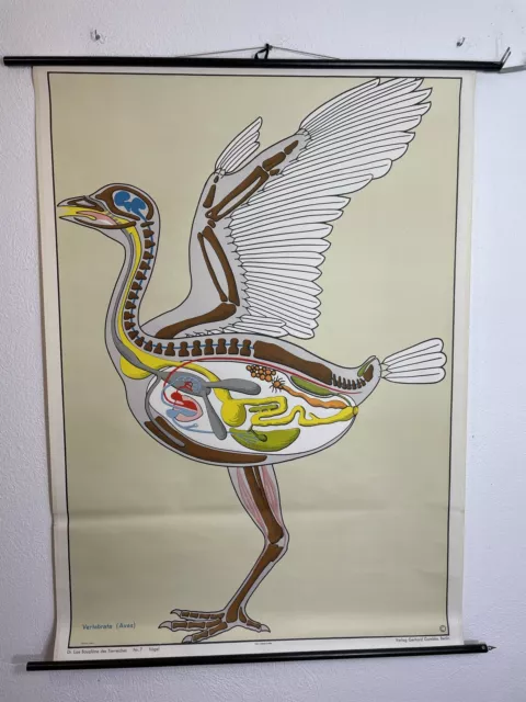 Alte Schulkarte Vögel Vogel Rollkarte Wandkarte Lehrkarte Schulwandkarte #6219