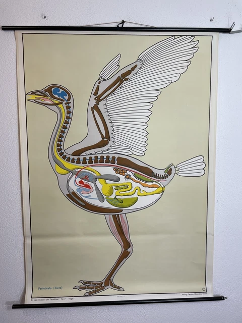 VECCHIA CARTOLINA SCOLASTICA uccellini uccellino cartolina a rullo ...