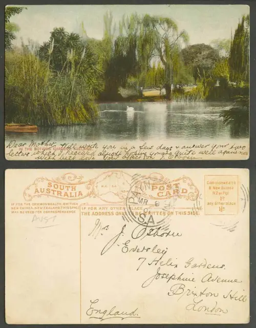 Australia 1906 Old Color Postcard Adelaide In The Botanic Gardens Lake Swan Bird
