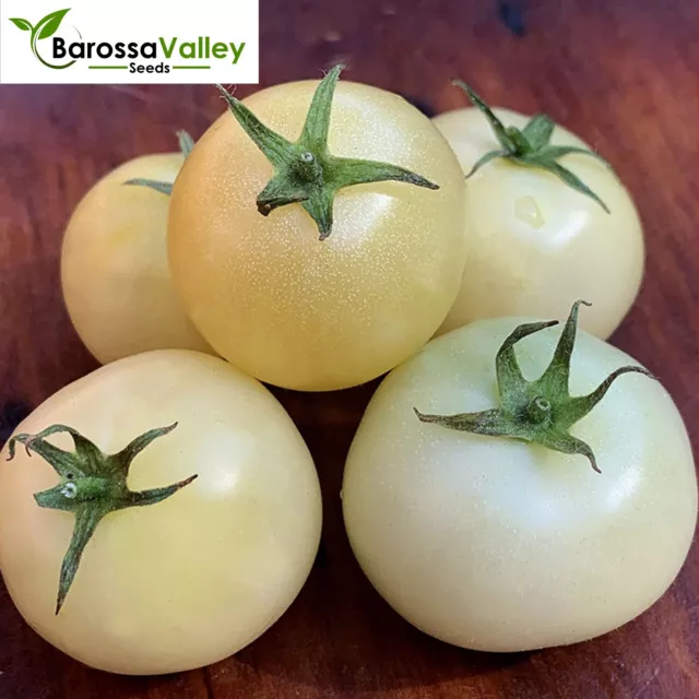 TOMATO White Beauty 20+ Seeds TOMATO vegetable garden spring summer veggie EASY