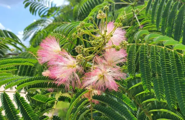 Mimosa Silk Tree | 5-25+ Seeds | Albizia Julibrissin | Pink Flowers | FL Grown