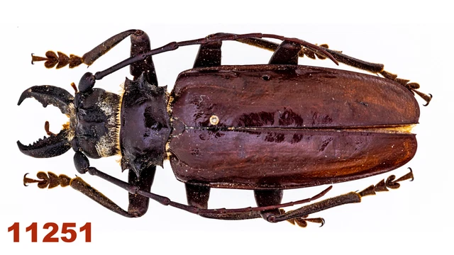 Cerambycidae: Prioninae sp.  A-, 52 mm, Pinned, 1 pc