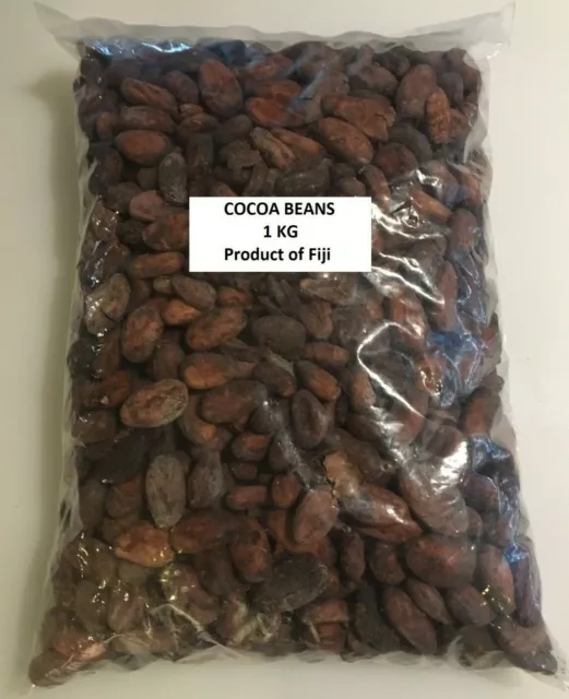 Cocoa Beans Bulk Buy 1 Kg Fresh From Fiji Make Your Own Chocolate Yummie