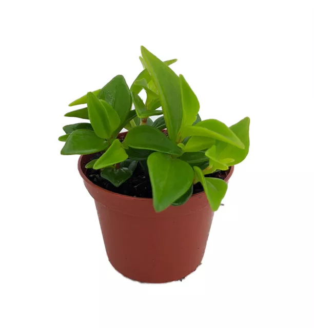 Cypress Peperomia - Peperomia glabella - Easy Succulent Houseplant - 2.5" Pot