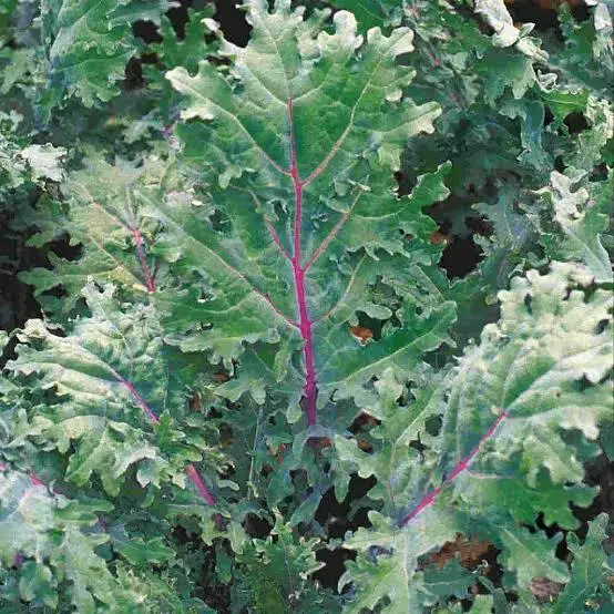 Kale (red russian)- 50 Seeds - Tasmanian Seller