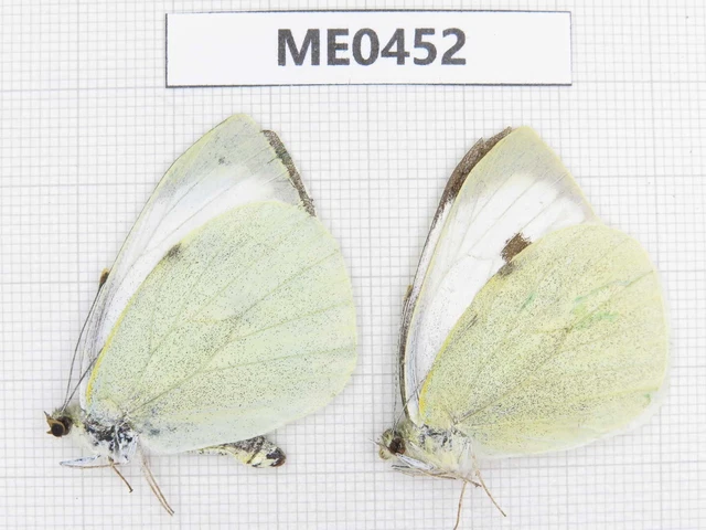 Butterfly. Pieris brassicae. Gansu, Lanzhou, Mt.Xinglongshan. 2M. ME0452.