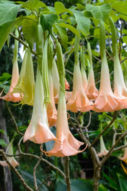 SAMEN die prachtvolle rosa Engelstrompete hat riesengroße schöne Blüten wie T