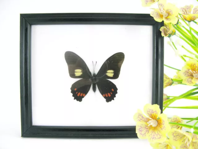 Nice butterfly - beautiful real butterfly prepared - framed- museum quality