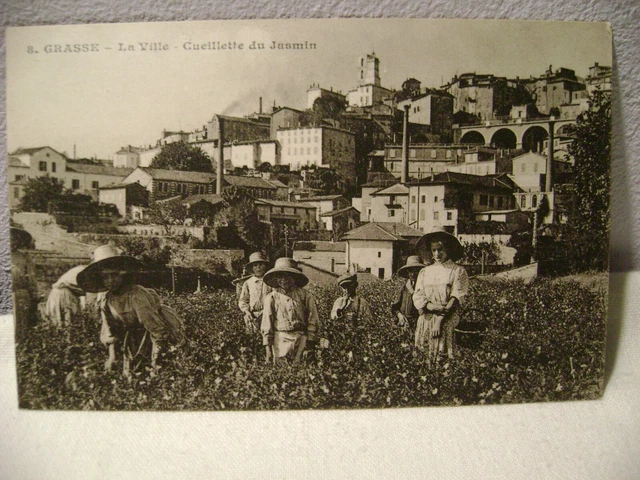 antique postcard GRASSE LA VILLE CUEILLETTE DE JASMIN N° 8