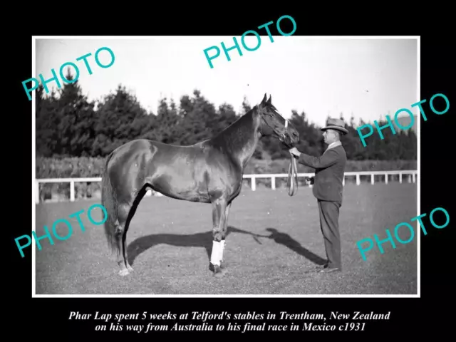 OLD LARGE HISTORIC PHOTO OF FAMOUS AUSTRALIAN RACE HORSE PHAR LAP IN NZ c1931 3