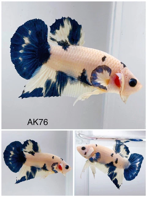 Betta Live Fish Male Marble HMPK AK76 Ask Seller Shipping Cost Before Buy