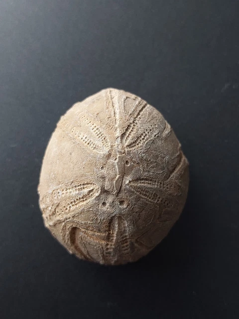 Oursin Fossile Eupatagus – 4 à 6 Cm – Spécimen Naturel Blanc – Naturosphère