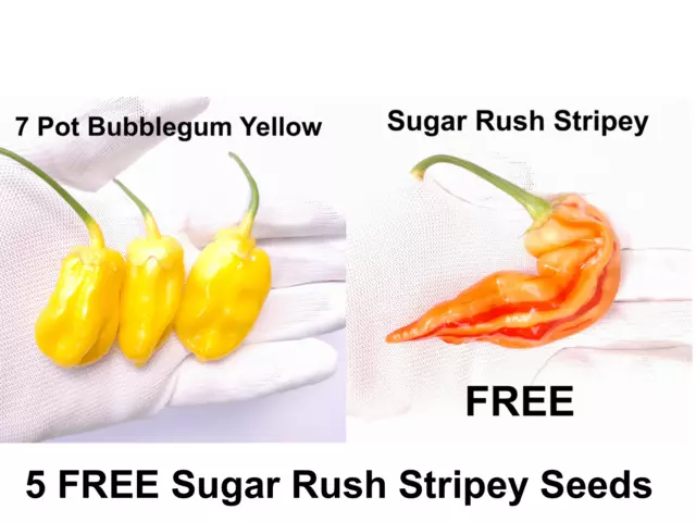 7 Pot Bubblegum Yellow Chilli Seeds - 10 Seeds + 5 FREE Sugar Rush Stripey Seeds