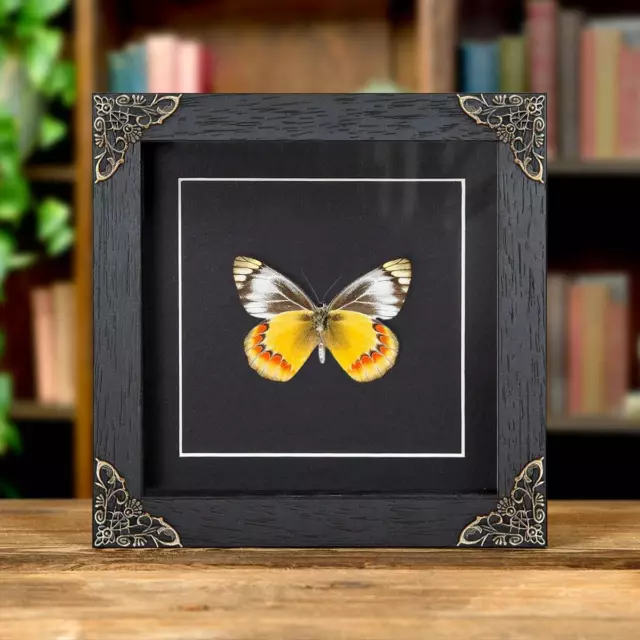 Delias Taxidermy Butterfly in Baroque Style Frame (Delias sambawana)