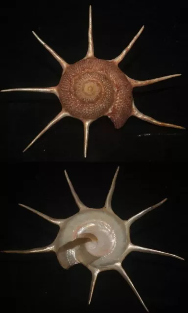 tonyshells seashells Guildfordia yoka SUPERB 68mm F+++/gem, superb arms and co