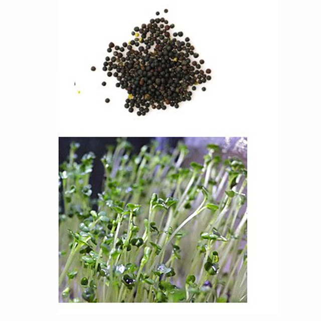 Aquarium Plant Seeds Fish Tank Aquatic Water Grass Foreground Easy Plants 5g 3