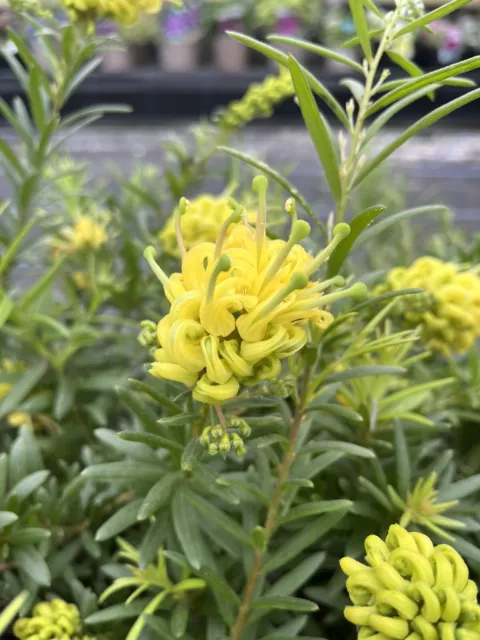 Grevillea Eureka - New Introduction - Stunning Yellow Flowers 15cm pot