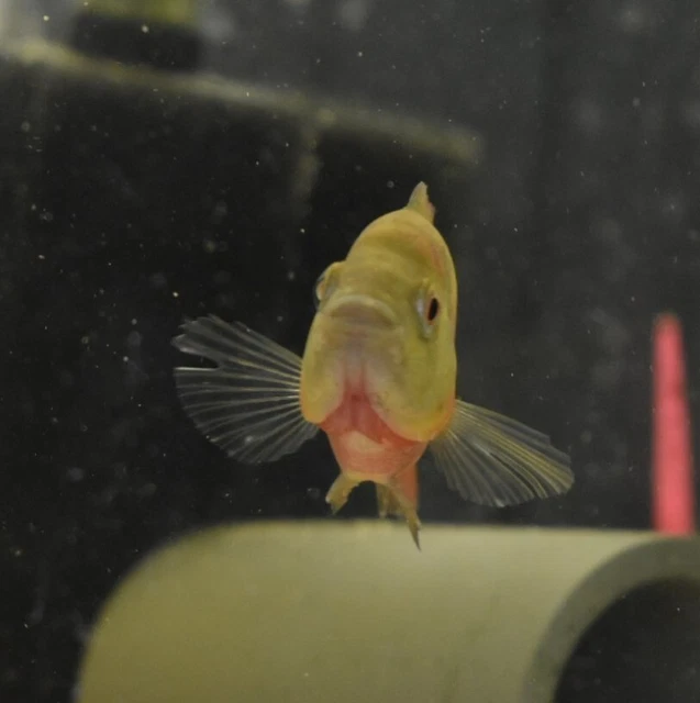 Live Trimac Cichlid (5-6" Rare Tropical Freshwater Aquarium Fish) PLS READ DESC 8