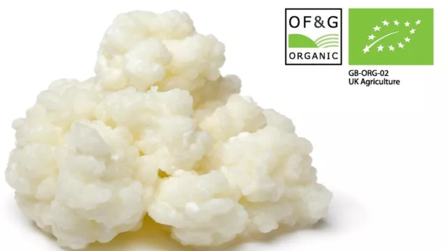 10g Zertifizierte Bio Lebendmilch Kefir Körner Tibetischer Starter von Kombuchaorganic®