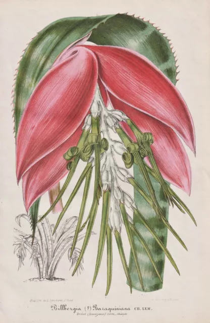 Billbergia Brasil Botanical Flower Botany Stroobant Lemaire Lithograph