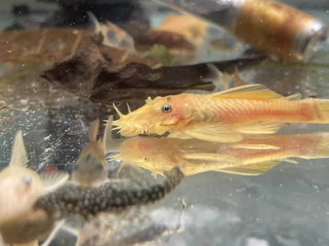 Male Blue Eye Bristlenose Pleco