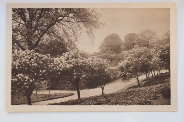 26435 AK Dresden Neustadt um 1925 Garten Anlagen am Japanischen Palais