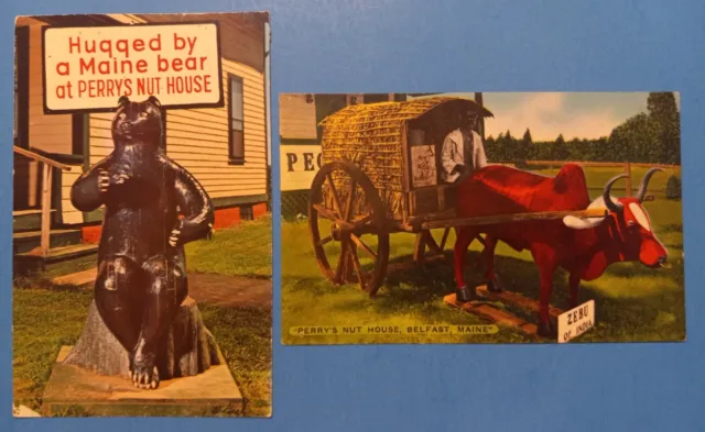 ME, Belfast, Maine, Perry's Nut House, Famous Bear & Zebu of India Postcard Lot