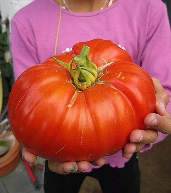 8 graines TOMATE GEANTE BURPEE DELICIOUS - RECORD DU MONDE (Lyc. esc.)N32 SEEDS