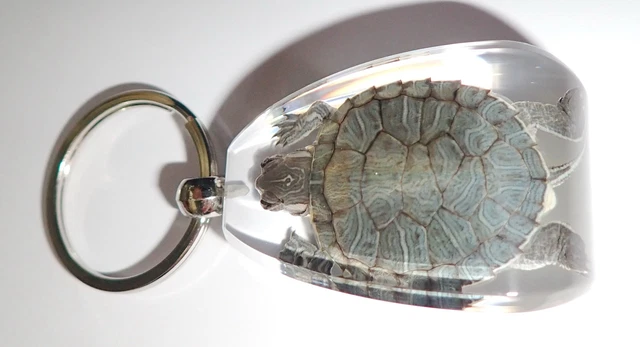 Large Resin Key Ring Farmed Specimen Water Slider SK12 Clear