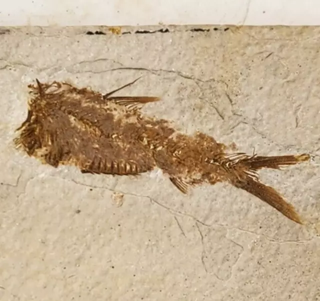 Knightia eocaena Fossil Fish - Green River Fm. - Split Fish Layer - WY - Eocene