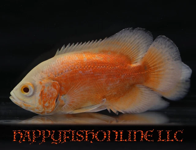 Super Red Fire Chili Oscar !Super Sale! New Color! Insane Neon Red/Orange! 4"