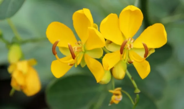 100 Semillas de Cassia Bicapsularis