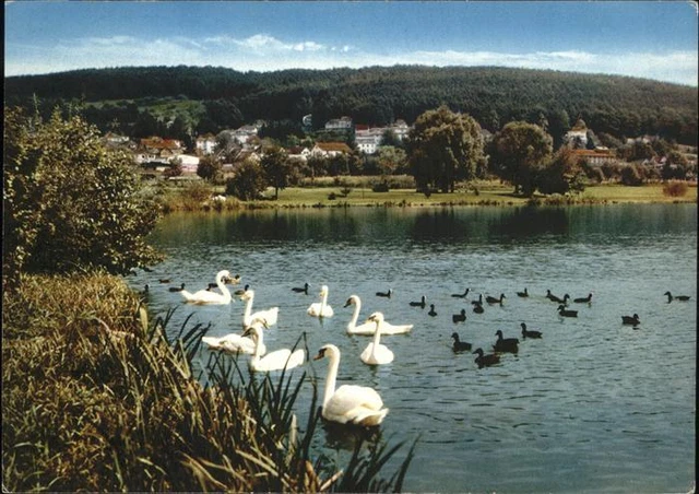 71429235 BAD KOENIG Schwaene im neuen Kurpark Teich Bad Koenig EUR 4,40