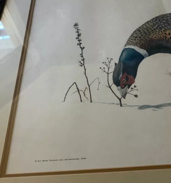 Ray Harm - Ring Necked Pheasant - Signed Print - 1965 - Phasianus Colchicus