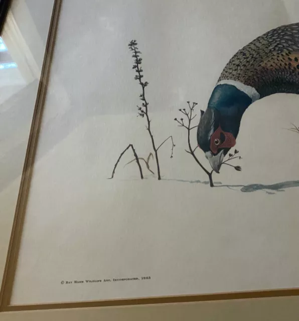 Ray Harm - Ring Necked Pheasant - Signed Print - 1965 - Phasianus Colchicus Ray Harm - Ring Necked Pheasant - Signed Print - 1965 - Phasianus Colchicus