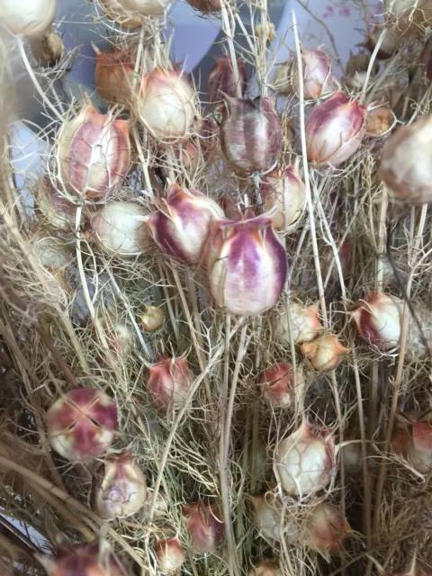 Nigella Seedpods 50 Seedheads Hand Picked Bunch Florist Crafts Floral Decoration