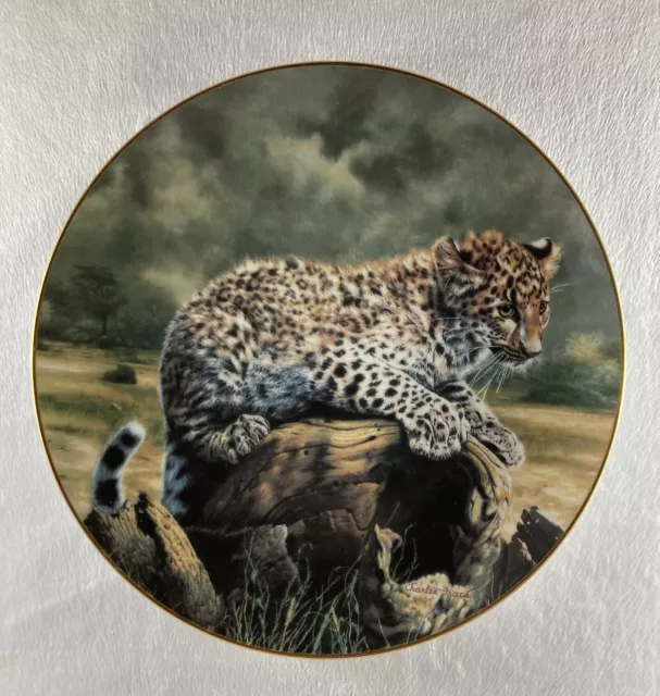 QUIET MORNING Plate Small Wonders of the Wild Charles Frace Big Cat Baby Cats