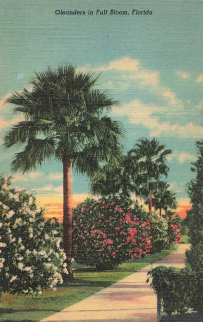 Vero Beach Florida, Oleanders in Full Bloom, Palm Trees, Vintage Postcard