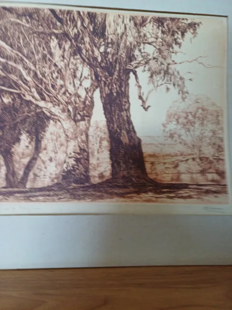 Edward Warner  1937 River Gums  Print number 50 this print is signed in pencil