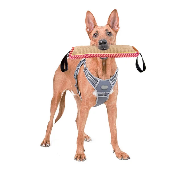 Hund Zahnen Spielzeug Puppy Training Spielzeug Hund Pol Spielzeug 12
