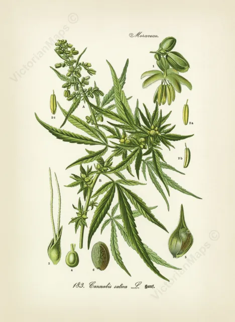 Cannabis sativa Common hemp marijuana plant Thome1885 botanical art print poster