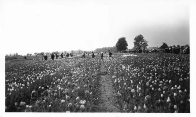 SW Holland MI 1940 FIELDS of Michigan Tulips during TULIP FESTIVAL 3 photo set!