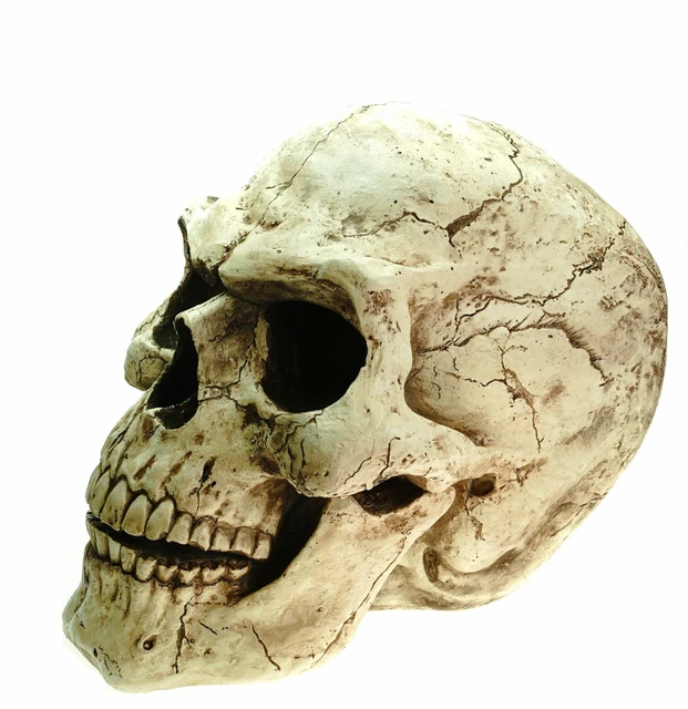 XXL Outdoor Totenschädel 47 cm Figur Statue Garten Totenkopf Schädel Skull