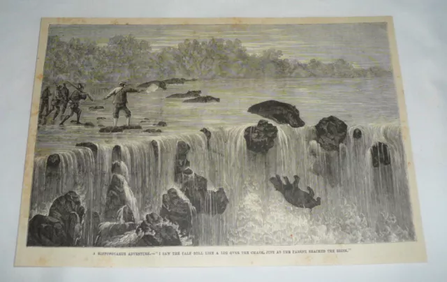 1877 magazine engraving ~ BABY HIPPO GOES OVER THE WATERFALL