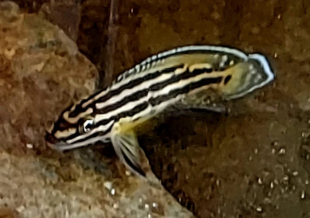 Julidochromis Regani, African Cichlid, Lake Tanganyika, Breeding Pair, Homegrown
