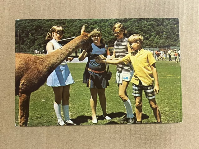 Postcard Schnecksville PA Pennsylvania Trexler Lehigh County Game Preserve Llama