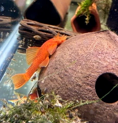 Super Red Bristlenose Pleco Plecostomus approximately 1 in. Hobbyist Bred in USA