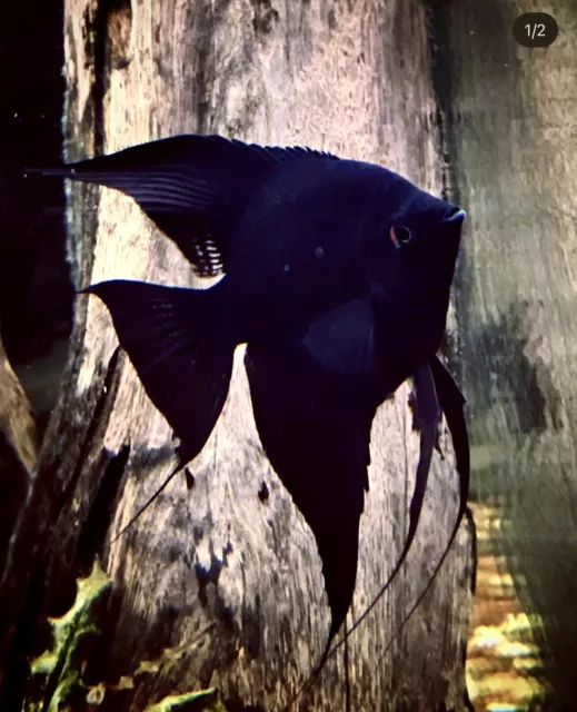 Black Angelfish | Pterophyllum Scalare | South American Cichlid