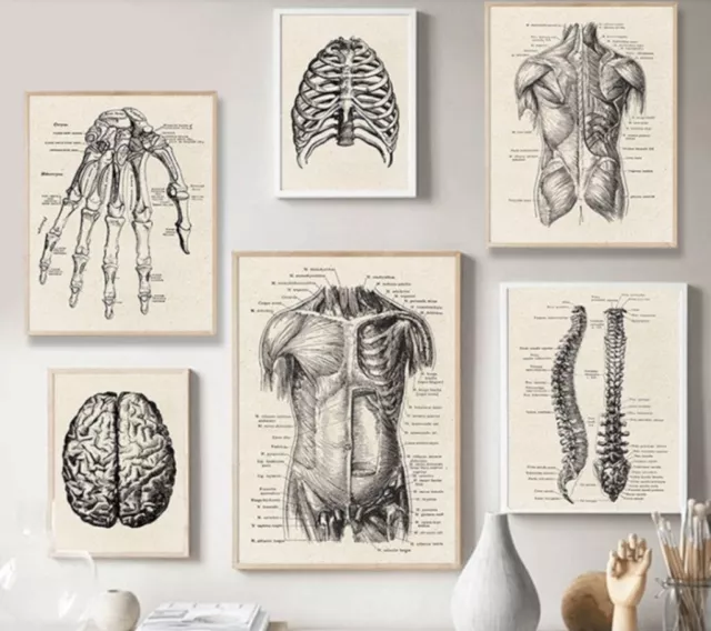 Human Anatomy Artwork 1 ( Medical Pictures / Muscle Skeleton Vintage Poster )