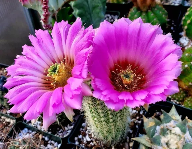 Echinocereus reichenbachii  ssp. baileyi (seeds)